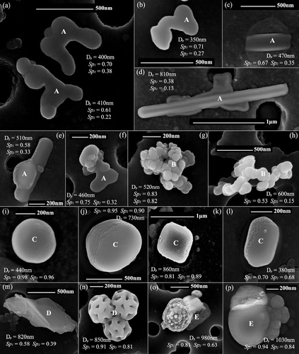 FIG. 1 Examples of the morphological groups for HRSEM analysis: (a–f) group A, particles with signs of a primary liquid state: (a–b) droplet-like, (c–e) needle-like, and (f) others; (g–h) group B, soot-like; (i–l) group C, regular-shaped particles; (m–n) group D, minerals, biogenic and others; and (o–p), group E, mixed particles. Particle geometric diameter, shape parameter values and HRSEM type also shown in the pictures.