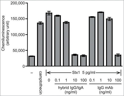 Figure 4. Inhibiton of Stx1-induced caspase-3 activation in Vero cells by the hybrid IgG/IgA. Stx1 (5 pg/ml) was incubated with varying concentrations of the dimeric hybrid IgG/IgA or IgG mAb (D11C6) for 1 h at 37°C. Each mixture was added to Vero cells (2 × 104), followed by culture for 24 h. Activation of caspase-3 was determined as cleavage of the caspase recognition sequence attached to a proluminescent substrate that emits a luminescent signal. Camptothecin was used as a positive control. Data are expressed as the means ± SD of triplicate determinations.