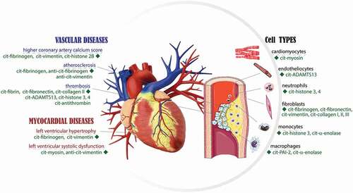 Figure 1. Overview of the citrullinated proteins in the cardiovascular system. PAD mediated deimination in the field of cardiovascular diseases has been extensively studied in the last decade. It is suggested that citrullinated proteins play a critical role in the acute and the chronic inflammatory process that impair cardiovascular structure and function.