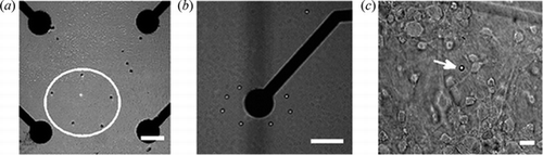 Figure 6 Concerted and independent optical trapping of silica beads on MEAs.