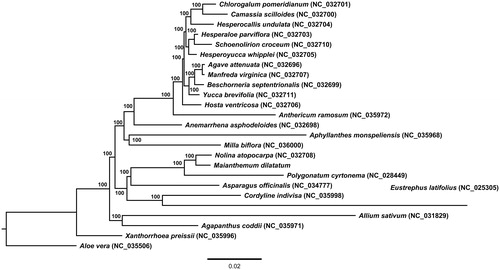 Figure 1. Phylogenetic tree of Maianthemum dilatatum and related taxa using the complete chloroplast genome sequences. The tree was constructed by maximum likelihood (ML) analysis using the RaxML program and the GTR + I nucleotide model. The stability of each tree node was tested by bootstrap analysis with 1000 replicates. Bootstrap values are indicated on the branches, and the branch length reflects the estimated number of substitutions per 1000 sites.