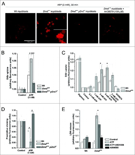 Figure 1. P2RX7 activation induces LP formation and cell death in dystrophic myoblasts. (A) Examples of EtBr fluorescence in wild-type (Wt) and dystrophic Dmdmdx myoblasts following 30 min exposure to 3 mM eATP in LP buffer (left panels). Right panels show EtBr uptake following the same treatment in myoblasts isolated from Dmdmdx p2rx7−/− double-mutant mice and Dmdmdx myoblasts after inhibition of P2RX7 by 30 min preincubation with 100 μM A438079. Inset in Dmdmdx panel shows classic ‘macrophage-like’ membrane blebbing following exposure of Dmdmdx myoblasts to eATP. (B) Summary data showing EtBr uptake dependence on P2RX7 expression in Wt, Dmdmdx and Dmdmdx p2rx7−/− myoblasts exposed to 3 mM eATP for 30 min (C). eATP dose response of EtBr uptake in Wt and Dmdmdx myoblasts exposed to indicated concentrations of ATP for 30 min, with or without preincubation with 100 μM A438079. Digitonin represents permeabilized positive control. (D) PrestoBlue fluorescence (cell viability) in Wt, Dmdmdx, and Dmdmdx p2rx7−/− myoblasts following 30 min exposure to 3 mM eATP. (E) LDH release from Wt, Dmdmdx, and Dmdmdx p2rx7−/− myoblasts following 30 min exposure to 3 mM eATP with or without the P2RX7-specific inhibitor, A804598 (100 nM). Mean +/− SE, n = 5, P < 0 .05* and 0.0001***.