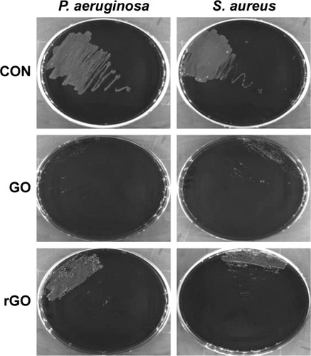 Figure 1 Antibacterial activity of GO and GO reduced by Evolvulus alsinoides leaf extract in Pseudomonas aeruginosa and Staphylococcus aureus.Notes: Cells were incubated with GO and rGO (100 μg/mL) separately. Samples were withdrawn at 4 hours and streaked on nutrient agar plates and incubated at 37°C for 24 hours. The differential toxicity of GO and rGO was observed both in Gram-negative and Gram-positive bacteria.Abbreviations: CON, control; GO, graphene oxide; rGO, reduced graphene oxide.