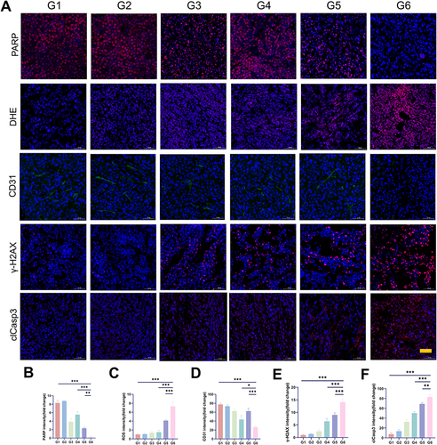 Figure 4 Immunofluorescence analyses of tumor tissues from nude mice treated with PBS (G1), PDN (G2), olaparib and novobiocin (G3), NPDN (G4), OPDN (G5) or ONPDN (G6). (A) Immunofluorescence staining images of tumor tissues from nude mice treated with PBS (G1), PDN (G2), olaparib and novobiocin (G3), NPDN (G4), OPDN (G5), or ONPDN (G6) for PARP, DHE, CD31, γ-H2AX, and cleaved caspase-3 (clCasp3). Scale bar = 100 μm. (B) PARP (C) ROS (D) CD31 (E) γ-H2AX (F) clCasp3 signals in the tumor were quantified according to the data in Figure 4A. Data are expressed as mean ± SD (n = 4). *P < 0.05; **P < 0.01; ***P < 0.001.