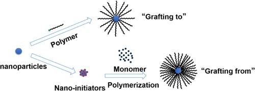 Figure 5. Grafting of polymers on the surface of nanoparticles via ‘grafting to’ or ‘grafting from’ approaches (Citation72).