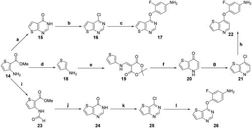Scheme 2. Synthesis of the intermediates 17, 22, and 26; reagents and conditions: (a) formamide, 170 °C, 10 h; (b) POCl3, DMF (cat.), toluene, reflux, 6 h; (c) 4-amino-2-fluorophenol, NaH, DMF, 0 °C, 1.5 h; (d) (1) aq. NaOH, reflux, 30 min; (2) oxalic acid, 1-propanol, 38 °C, 45 min; (e) triethyl orthoformate, 2,2-dimethyl-1,3-dioxane-4,6-dione, 85 °C, overnight; (f) Ph2O, 240 °C, 30 min; (g) POCl3, DMF (cat.), 0 °C → reflux, 2 h; (h) (1) 2-fluoro-4-nitrophenol, K2CO3, Ph2O, 160 °C, 6 h; (2) SnCl2, MeOH, 70 °C, 6 h; (i) HCOOH, Ac2O, 0 °C → rt, 12 h; (j) HCONH2, 150 °C, 8 h; (k) oxalyl chloride, DMF (cat.), CH2Cl2, 0 °C → reflux, 3 h; (l) 4-amino-2-fluorophenol, NaH, DMF, 80 °C, 2 h.