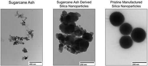 Figure 3. TEM Images of particles demonstrate the highly uniform nature of pristine manufactured SiNPs compared to the much more heterogeneous structure of environmentally relevant SiNPs derived from sugarcane ash.