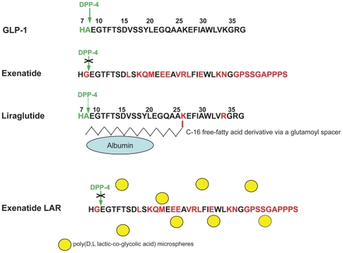 Figure 1 Structures of native GLP-1, exenatide, and liraglutide. The N-terminal dipeptide “HA” (in green letters) of GLP-1 and liraglutide is the proteolytic cleavage site for DPP 4. Red letters indicate changes introduced in derivatives or occur naturally in exendin-4 (and replicated in the synthetic version, exenatide). A crossed-out green arrow indicates absent DPP 4 activity, and a dotted green arrow indicates reduced DPP 4 activity. Exenatide long-acting release (LAR) is formulated with exenatide and poly(D,L lactic-co-glycolic acid) microspheres (yellow circles), biodegradable medical polymers commonly used in extended drug release formulation.