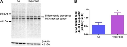 Figure 2 Hyperoxia exposure increases lung MDA protein levels.Notes: Lung protein obtained from neonatal mice exposed to air or hyperoxia for 14 days was subjected to immunoblotting using anti-MDA or -β-actin antibodies. Representative immunoblot showing differential MDA protein adduct expression in the region between 40 and 80 kDa (A). Densitometric analysis wherein the aforementioned MDA protein adduct band intensities were quantified and normalized to β-actin (B). Values are mean ± SD from four individual animals in each group from one experiment. Significant differences between air and hyperoxia groups are indicated by *P<0.05.Abbreviations: MDA, malondialdehyde; SD, standard deviation.