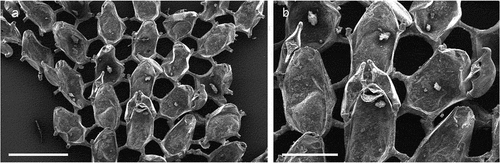 Figure 9. Beania mediterranea. (a) Colony. (b) Autozooids with avicularia. Scale: (a) 1 mm; (b) 500 µm.