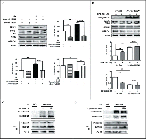 Figure 2. BECN1 is required for PPX-induced autophagy activation. (A) PC12 cells were transfected with Becn1 siRNA or control siRNA for 48 h, followed by 100 μM PPX treatment for 12 h. The efficiency of BECN1 knockdown, as well as LC3B-II and SQSTM1 protein levels, was assessed by western blotting. ACTB and GAPDH served as loading controls. (B) BECN1 overexpression resulted in an enhanced level of autophagy. PC12 cells were transfected with 3×Flag-tagged BECN1 or vector, followed by PPX treatment for 12 h. **, P<0 .01; ***, P<0 .001; n.s., not significant. One-sample t test and Student t test. (C and D) PPX and quinpirole enhanced BECN1 expression and binding to PtdIns3K, without affecting PtdIns3K protein levels. PC12 cells were treated with PPX for 12 h. Whole cell lysates (WCL) and PtdIns3K or IgG immunoprecipitated lysates were analyzed by western blotting with anti-BECN1 or anti-PtdIns3K antibody. The results were independently repeated 3 times.