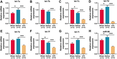 Figure 3 Expressions of let-7 family members in the sciatic nerve of rats after sciatic nerve injury. (A–H) qRT-PCR was used to detect the relative expression levels of eight members of let-7 family: (A) let-7a; (B) let-7b; (C) let-7c; (D) let-7d; (E) let-7e; (F) let-7f; (G) let-7i; (H) miR-98, n = 3/group. *P < 0.05, and ***P < 0.001.