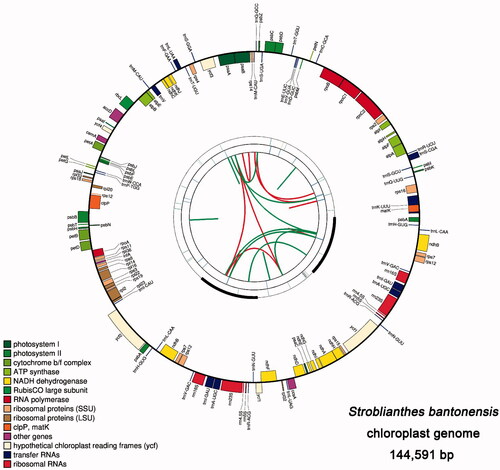 Figure 1. Graphic representation of features identified in the chloroplast genome of S. bantonensis by using CPGAVAS2. The map contains four rings. From the center going outward, the first circle shows the forward and reverse repeats connected with red and green arcs. The next circle shows the tandem repeats marked with short bars. The third circle shows the microsatellite sequences identified using MISA. The fourth circle is drawn using drawgenemap and shows the gene structure on the chloroplast genomes. The genes were colored based on their functional categories, which are shown at the left corner.