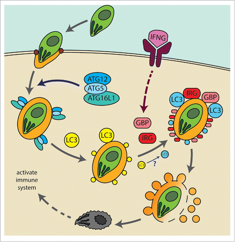 Figure 1. A current working model for the TAG-mediated control of T. gondii infection. Upon invasion and formation of the PV of T. gondii, the ATG12–ATG5-ATG16L1 complex is recruited to the PVM. The complex conjugates the LC3 homologs on the PVM of T. gondii, and the conjugated LC3 homologs on the PVM are activated by IFNG (e.g. post-translational modification of the LC3 homologs or through targeting of additional factors [e.g., ubiquitinCitation18,19] that can work with the LC3 homologs) and then recruit the GKS IRGs (for simplicity, just indicated as IRG in the figure) and GBPs upon their induction by IFNG. GKS IRGs and GBPs on the PVM disrupt the membrane by vesiculation, and T. gondii exposed to cytoplasm upon the PV disintegration gets killed and further activates the immune system.