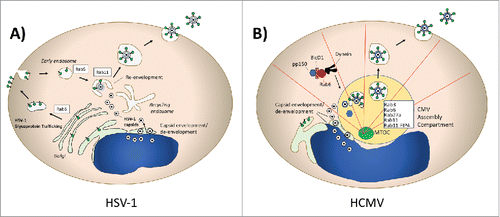 Figure 2. Herpesviruses and Rab Proteins. (A) Herpes simplex virus Type 1 (HSV-1) assembly and Rab proteins. HSV-1 utilizes Rab6-dependent TGN-to-PM transport of its glycoproteins, which are subsequently endocytosed in a Rab5-dependent process. Rab11 is essential for re-envelopment of capsids. (B) Human Cytomegalovirus (HCMV) utilization of Rab protein trafficking. Pictured schematically is the CMV assembly compartment, where a series of Rab proteins are recruited and contribute to assembly. Rab6 interacts with the adaptor BicD1 to bring the tegument protein pp150 to the assembly compartment in a dynein-dependent transport process.