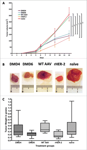 Figure 4. Readout of tumor graft trial. (A) Mice immunized with either rHER-2, DMD4 or DMD6 particles display significantly slower and smaller tumor growth compared to naive mice and mice immunized with wtAAV only. Tumor growth curve of grafted HER-2 overexpressing D2F2/E2 cells; at day 12, DMD4 immunized mice had significantly smaller tumors compared to those of the naive (p < 0.01) and of the wtAAV group (p < 0.05). DMD6 treated mice also developed significantly smaller tumors (p < 0.05 compared to naive group, p < 0.05 compared to wtAAV). Mice immunized with rHER-2 also developed significantly smaller tumors compared to both wtAAV treated (p < 0.01) or naive mice (p < 0.01). Tumor size at day 12 was analyzed by One-way ANOVA alongside Tukey's post-test; displayed are mean tumor volume values ± standard error of the mean (SEM). (B) Representative macroscopic pictures of explanted tumors. (C) Tumors of mice immunized with mimotope DMD6 or rHER-2 had significantly lower weight compared to tumors of animals receiving wtAAV. Diagram displaying weight of explanted tumors in grams; Box and whiskers plot, whiskers displaying minimum and maximum values (eight mice/group). Analysis by means of Kruskal–Wallis test and Dunns post-test.