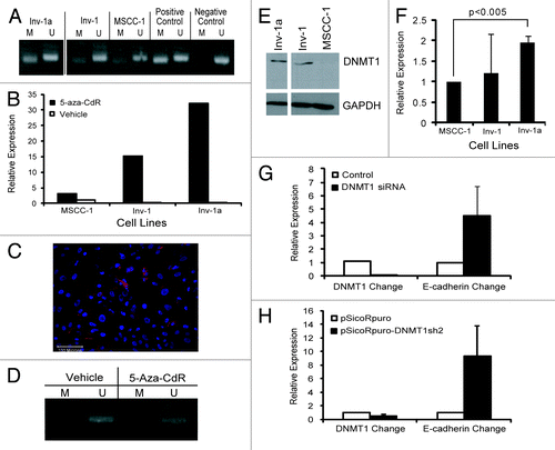 Figure 2. Characterization of the method of E-cadherin suppression in the Inv-1a cell line. (A) MSP for E-cadherin promoter methylation in MSCC-1, Inv-1, and Inv-1a cells. MDA-MB435s cells were used for the positive control as they have been shown to harbor a highly methylated E-cadherin promoter while MCF7 cells were used as the negative control as they have been shown to express E-cadherin. (B) qRT-PCR for E-cadherin transcription following treatment of cells with 5-aza-CdR. (C) Immunofluorescent staining for E-cadherin (red) and dapi (blue) in Inv-1a cells following treatment with 5-aza-CdR. E-cadherin is expressed and localized to the cell-cell junctions. Scale bar = 100 µm. (D) MSP for E-cadherin promoter methylation in Inv-1a cells following treatment with 5-aza-CdR. (E) protein gel blot analysis reveals high DNMT1 protein expression in both the Inv-1 and Inv-1a cell lines compared with the MSCC-1 cell line. (F) qRT-PCR for DNMT1. Data are relative to MSCC-1 and is normalized to GAPDH. (G) qRT-PCR for DNMT1 and E-cadherin in Inv-1a cells transfected with siRNA against DNMT1. Data are normalized to GAPDH. (H) qRT-PCR for DNMT1 and E-cadherin in Inv-1a cells infected with shRNA against DNMT1. Data are normalized to GAPDH.