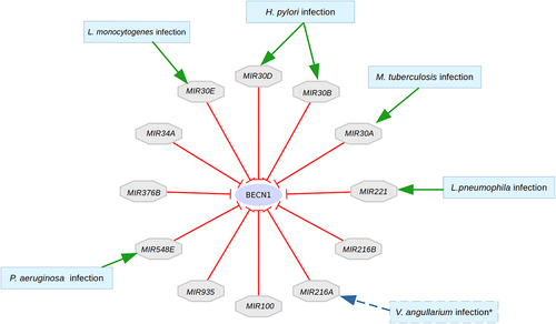Figure 6. microRNA regulators of BECN1 targeted by bacterial pathogens. Bacterial infections that have been associated with microRnas are presented. Vibrio angillarium infection was described in teleost fish (indicated by dashed lines), not humans. However, this could indicate the possible role of MIR216A in human bacterial infections as discussed later in the discussion section.
