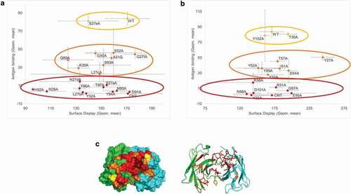 Figure 7. Alanine-scan using the AS construct. (a) Different amino acids of the light chain of an antibody were mutated to alanine. The signal from antibody display (PE signal) was plotted against the binding (APC signal). Three categories of mutations could be detected: no effect (yellow population), moderate effect (orange population) and significant loss of binding (red population). (b) Similar study on the heavy chain amino acids. (c) Structural modeling of the antibody binding pocket: the mutated amino acids are represented with the color of the population they were attributed in the binding experiment (yellow: no effect, orange: moderate effect, red: critical amino acids for binding)