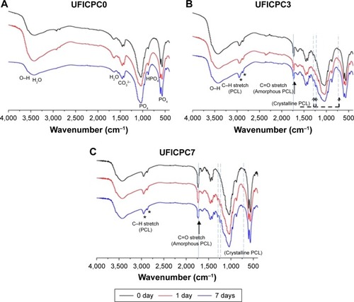Figure 7 IR spectra of UFICPC composites before and after immersion in enzymatic PBS.Notes: (A) UFICPC0, (B) UFICPC3, and (C) UFICPC7. Solid line represents the amorphous PCL peak, while dashed lines represent crystalline PCL peaks. For UFICPC3 and UFICPC7 composites, amorphous PCL peak decreased and crystalline PCL peaks increased apparently during incubation time. *indicates C–H stretch of PCL; black arrow indicates C=O stretch of amorphous PCL; dashed line indicates crystalline PCL.Abbreviations: CPC, calcium phosphate cement; IR, infrared; PBS, phosphate buffer solution; PCL, poly(ε-caprolactone); UFICPC, ultrafine fiber-incorporated CPC.