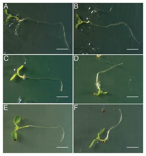 Figure 3 trp mutants showed remarkable sensitivity to NPA. (A and B) wild type. (C and D) trp2-1. (E and F) trp3-1. (A, C and E) Mock treatment. (B, D and F) 1µM NPA treatment. After the incubation for 7 days on agar plates in a vertical position, the plates were rotated 90 degrees and incubate for 2 days. Bars; 1 cm (A and B), 5 mm (C–F).