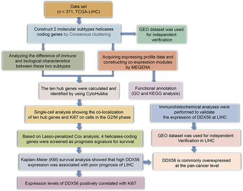 Figure 1 The flow chart showing the scheme of our study for hepatocellular carcinoma.