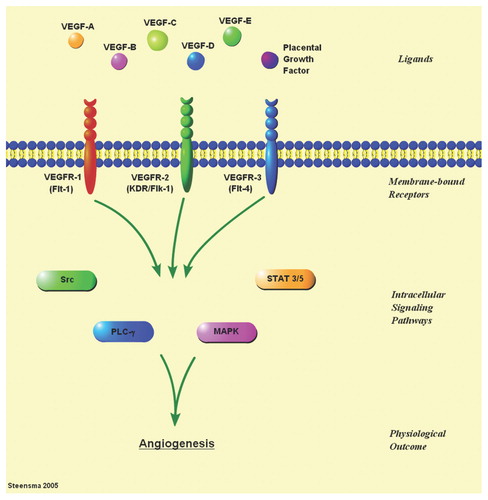 Figure 1. There are three well-described membrane-bound VEGF receptors (VEGFR-1 to -3), and at least six growth factor ligands (VEGF-A to -E, and placental growth factor); some of the ligands have multiple isoforms. Ligand-receptor binding induces signaling through multiple interacting intracellular pathways that include Src, MAP kinase (MAPK), signal transduction and activator of transcription (STAT), and phospholipase C (PLC), ultimately resulting in angiogenesis.