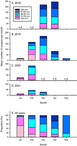 Figure 3. A–D, Monthly average number of juvenile (0+) snapper (Chrysophrys auratus) recorded per size class, per dive on the reef at Horseshoe Island within the Whangateau estuary, north-eastern New Zealand. E, Mean percentage of snapper per size class, per month across all years. n.d. = no data.