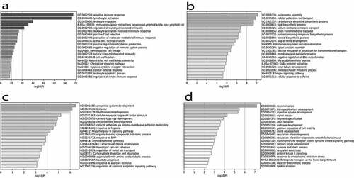 Figure 2. A-D. Gene ontology enrichment among genes associated with the FCO proportion. Panel A. The top 250 genes negatively correlated with the FCO proportion were analysed using gene ontology (GO) enrichment analysis with the PANTHER Overrepresentation Test. We present the top 20 GO biological process pathways in the table based on FDR ranking. Panel B. Top 20 GO terms enriched with genes exhibiting a positive correlation with FCO proportion based on a transcriptome-wide association analysis. Panel C. Top 20 GO terms enriched with genes exhibiting a negative correlation with FCO proportions based on restricted subset of genes containing FCO DMRs. Panel D. Top 20 GO terms enriched with genes exhibiting a positive correlation with FCO proportions based on restricted subset of genes containing FCO DMRs.