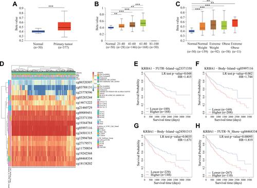 Figure 4 The KRBA1 DNA methylation levels and its prognostic value. (A) Sample type; (B) Patient’s age; (C) Patient’s weight; (D) The visualization between the methylation level and the KRBA1 expression. (E–H) The Kaplan-Meier survival curve of the promoter methylation of KRBA1. *p < 0.05; **p < 0.01; ***p < 0.001.