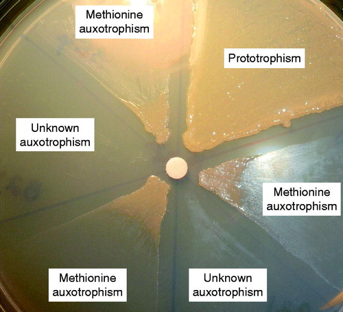 Figure 2. Determination of pseudomonal methionine auxotrophy in isogenic Pa strains from a single patient. Methionine (a 6 mm sterile absorbent filter disc in the center contains methionine) biosynthetic deficiency is based on bacterial growth requirement on M9 minimal salts agar containing 1% glucose as the sole carbon source (X. Qin, unpublished data).