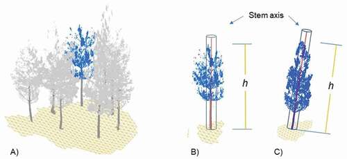 Figure 3. Tree height estimation procedure, where h is estimated for each individualized tree (A) as the highest point within the area of a delimited cylinder around the tree axis after noise filtering (B) and which is also valid for tilted trees (C)