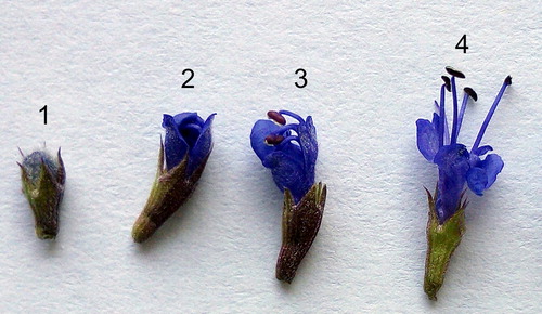 Figure 1. Developmental stages of Hyssopus officinalis L. single flowers.