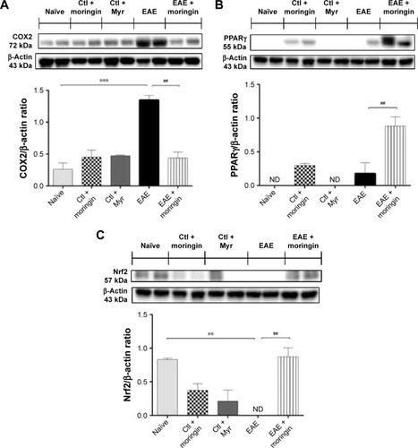 Figure 9 Moringin-modulated inflammatory mediators and Nrf2 activity in EAE.