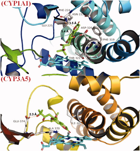 Figure 9. Binding mode of toddalolactone with CYP 1A1 and CYP3A5. CYP protein is shown as a ribbon, Haem is shown as the blue stick, and toddalolactone is displayed as the green stick.