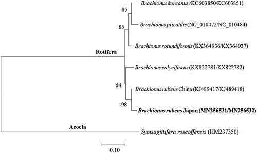 Figure 1. Phylogenetic analysis of the rotifer Brachionus rubens Japan mitochondrial DNA. We conducted a comparison of two mitochondrial DNA genes (CO1 and Cytb) of Acoela and Rotifera. Two mitochondrial DNA genes CO1 and Cytb were aligned by ClustalW. Maximum likelihood (ML) analysis was performed by Raxml 8.2.8 (http://sco.h-its.org/exelixis/software.html) with GTR + γ+I nucleotide substitution model. The rapid bootstrap analysis was conducted with 1,000 replications with 48 threads running in parallel. The Acoela served as an outgroup. Ln=-5316.105. Modified from Choi et al. (Citation2019).