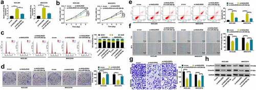 Figure 4. HAGLROS facilitates HCC proliferation and metastasis by down-regulating miR-26b-5p down-regulation. (a-h) HCCLM3 and MHCC97H cells were transfected with si-HAGLROS alone or together with miR-26b-5p inhibitor. (a) qRT-PCR analysis of miR-26b-5p expression. (b-d) CCK-8 (b), flow cytometry (c) and colony forming (d) assays were used to evaluate cell proliferation potential. (e) Flow cytometry assay was performed to examine cell apoptosis. (f-h) Wound healing (f), transwell (g) and western blot (h) assays were applied to detect cell migration, invasion and EMT process. ***P < 0.001.