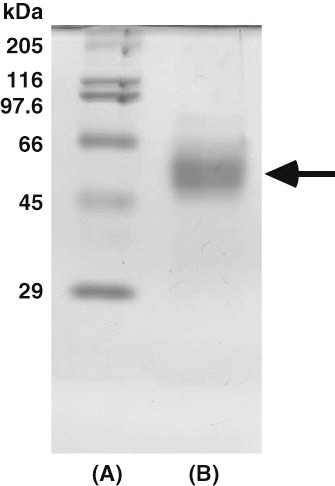 Figure 1 SDS-polyacrylamide gel electrophoresis of amylase from persimmon honey. (A) High molecular marker. Myosin (205 kDa), β-galactosidase (116 kDa), phosphorylase (97.4 kDa), bovine serum albumin (66 kDa), ovalbumin (45 kDa), and carbonic anhydrase (29 kDa) were used as standards; (B) Purified enzyme.