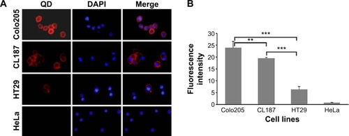 Figure 3 QD-ICC combined with imaging quantitative analysis of LEA expression in various cell lines.Notes: (A) QD-ICC images taken by fluorescence microscopy. Colo205, CL187, HT29, and HeLa cells were separately incubated with ND-1-biotin followed by QD605-SA. The nuclei were stained with DAPI. (Magnification, ×400.) (B) Quantitative results based on QD-ICC. Five images of each cell type were taken and the fluorescence intensities were quantified. Data were presented as the mean ± standard deviation. **P<0.01, ***P<0.001.Abbreviations: QD-ICC, QD-based immunocytochemistry; LEA, large external antigen; QD, quantum dot; QD605-SA, quantum dot-conjugated streptavidin with a 605 nm emission wavelength; DAPI, 4,6-diamidino-2-phenylindole dihydrochloride.