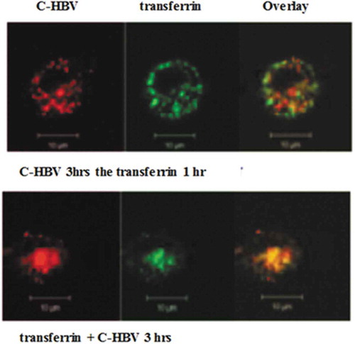 Figure 8. Co-localization of internalized C-HBV and transferrin-confocal microscopy.