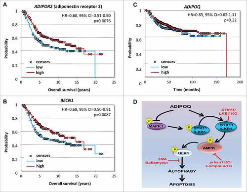 Figure 8. Higher expression of ADIPOQ/adiponectin-receptor and BECN1 correlates with increased overall survival. (A, B) Chemotherapy-treated patients (n = 416 in the Metabric cohort and n = 791 in the Affymetrix cohort) were included in a survival analysis. In the Metabric data set, higher expression of ADIPOR2 (adiponectin receptor 2) and BECN1 correlated with better survival (HR = 0.68, 95% CI = 0.51–0.90, P = 0.0076 and HR = 0.68, 95% CI = 0.50–0.91, P = 0.0087, respectively). (C) ADIPOQ/adiponectin levels were correlated with survival in the Affymetrix cohort but the results were not statistically significant (HR = 0.83, 95% CI = 0.62–1.11, P = 0.22). (D) Schematic representation of ADIPOQ/adiponectin-mediated activation of cytotoxic autophagy via the STK11/LKB1 axis. ADIPOQ/adiponectin treatment increases expression and cytoplasmic localization of STK11/LKB1 and reduces negative phosphorylation of STK11/LKB1 via reduction of phospho-MAPK1/ERK2. ADIPOQ-induced STK11/LKB1 leads to AMPK-activation, which in turn increases ULK1 expression and phosphorylation leading to cytotoxic autophagy and tumor growth inhibition.