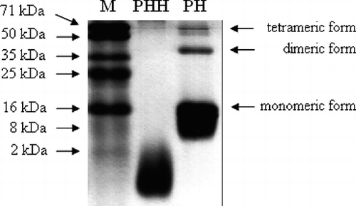 Figure 1 SDS-PAGE pattern of PH and PHH prepared with pepsin. (M—standard marker proteins). The positions and molecular masses of standards are indicated on the left.