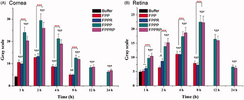 Figure 9. Semi-quantitative analysis of mean fluorescent intensity in cornea and retina 1, 2, 4, 8, 12, and 24 h after topical instillation. The retinas and corneas were separated into three regions from top to bottom in the sections, and the mean values of fluorescence intensity were calculated by gray scale. (n = 3, mean ± SD; *p < .05, **p < .01, ***p < .001; “*” in black, compared with buffer).