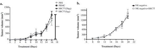 Figure 6. SBC77 inhibits tumor growth in vivo. (a) NOD/SCID mice (n = 5/group) were engrafted subcutaneously with LS174T cells (1 × 106 per animal) with freshly isolated human PBMCs (5 × 106 per animal). The mice then treated intraperitoneally with vehicle PBS (gray line), SBC77(20 µg/mice) (triangle, solid line), or SBC77 (5 µg/mice)(triangle, dashed line) every two days. The tumor volume was then measured. The data represent the average tumor volume of 5 mice. Error bars represent the standard deviation (***P < .001, t test, vehicle vs SBC77(20 µg, 5 µg)). (b) NOD/SCID mice (n = 5/group) were engrafted subcutaneously with LS174T cells (1 × 106 per animal) with freshly isolated human NK negative PBMC cells (5 × 106 per animal). The mice were then treated with SBC77 (20 µg/mice) or PBS as described in the Materials and Methods.