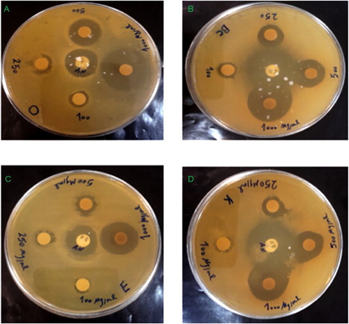 Figure 8. Antibacterial effect of the CuNPs against bacteria, (a) S. aureus, (b) B. cereus, (c) E. coli and (d) K. pneumonia.