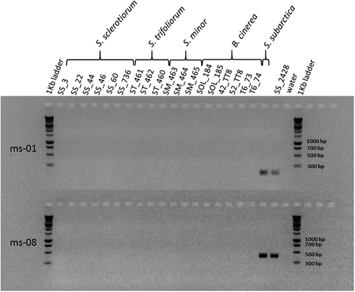 Fig. 1 Electrophoretic gel showing PCR products after amplification of microsatellite loci scsp1-ms-01 and scsp1-ms-08 (Winton et al., Citation2007), on Sclerotinia sp. and Botrytis cinerea isolates.