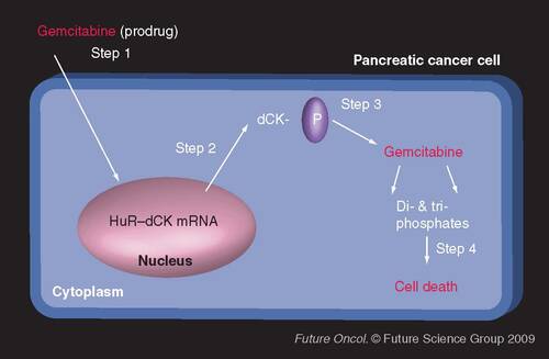 Figure 1. HuR regulation of the commonly used chemotherapeutic used against pancreatic cancer, gemcitabine. Step 1: Gemcitabine is infused as a prodrug; Step 2: Gemcitabine induces the cytoplasmic accumulation of HuR–dCK mRNA complexes (as well as the accumulation of HuR associated to other mRNAs, yet to be identified); Step 3: Activated and increased HuR enhances the expression of dCK (the enzyme that activates the prodrug gemcitabine), and proteins encoded by other HuR target mRNAs; Step 4: Gemcitabine (prodrug) is metabolized into active metabolites in cancer cells, in turn inhibiting the elongation of the DNA chain and causing cell death.dCK: Deoxycytidine kinase.