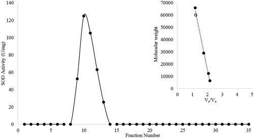 Figure 1. (A) Elution profile of SOD from Sephadex G-100 column; (B) Molecular weight calibration curve; standard proteins (–•–) and ATPS purified SOD (–○–).
