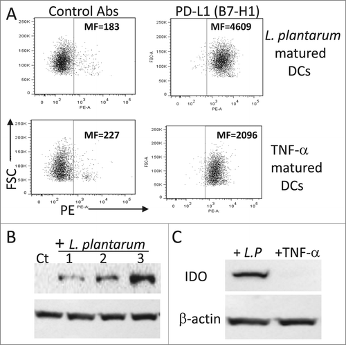 Figure 4. Expression of PD-L1 and IDO by iDC in response to L. plantarum. (A) PD-L1 expression. iDCs were stimulated with TNF-α or live L. plantarum for 48 h and then the expression of PD-L1 was analyzed by flow cytometry using a specific monoclonal antibody. (B) Expression of IDO in response to various L. plantarum concentrations. iDC were stimulated for 18 h and then protein extracts were prepared and analyzed by Western blotting. Lanes 1, 2, and 3 correspond to cells stimulated with 105, 106 and 107 CFU/ml, respectively. (C) As in B, iDCs were stimulated with L. plantarum (107 CFU/ml) or TNF-α (50 ng/ml) and then the expression of IDO was analyzed by Western blotting. Ct = unstimulated cells. MF = mean fluorescence intensity. The data are representative of 4 separate experiments.