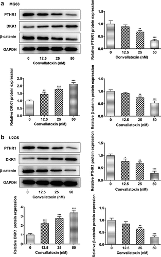 Figure 4. Convallatoxin suppresses pthr1 expression and Wnt/β-catenin pathway. mg63 and u2os cells were treated with 0, 12.5, 25 and 50 nm convallatoxin for 24 h. (a, b) western blot assay for determination of pthr1, dkk1 and β-catenin expressions. * p < 0.05, ** p < 0.01, *** p < 0.001 vs 0 nm convallatoxin.